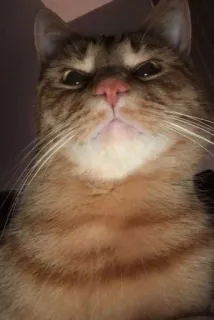 😠 chat, en colère, grincheux, animal, animal de compagnie, félin telegram sticker