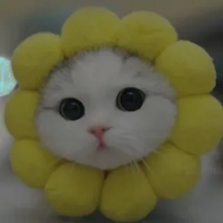 💗 kat, kitten, zonnebloem, schattig, huisdier, dier, bloem telegram sticker