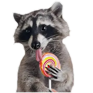 🍭 Waschbär, Lutscher, Süßigkeit, Tier, Aufkleber telegram sticker