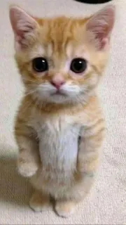 🥺 고양이, 새끼 고양이, 귀여운, 서 있는, 동물, 애완 동물 telegram sticker
