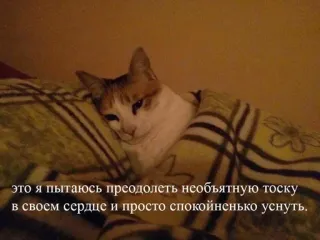🤍 это я пытаюсь преодолеть необъятную тоску в своем сердце и просто спокойненько уснуть. gato, meme, cobertor, texto russo, triste, sono telegram sticker