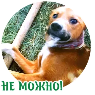 😈 НЕ МОЖНО! dog, animal, sticker, russian, no, forbidden telegram sticker