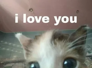 ❤️ i love you cat, love, affection, pet, cute, animal, domestic animal telegram sticker