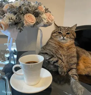 🐈‍⬛️ cat, coffee, flowers, pet, animal, table, indoor telegram sticker