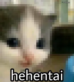 🐈 hehentai Katze, Meme, Lustig whatsapp sticker
