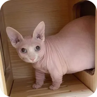 🐱 猫, スフィンクス猫, 無毛猫, ペット, 動物, 可愛い whatsapp sticker