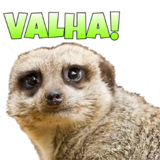 😦 VALHA! suricate, animal, engraçado, adesivo telegram sticker