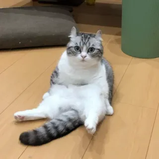 😺 cat, sitting, feline, animal, domestic whatsapp sticker