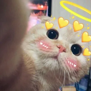 💖 gatto, animale, carino, cuori, aureola, animale domestico telegram sticker