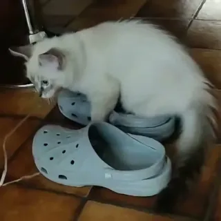 🍬 cat, animal, pet, domestic cat, shoe, kitten telegram sticker