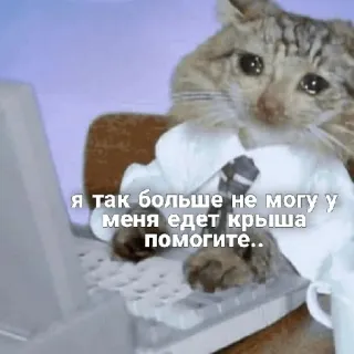 😢 Я так больше не могу у меня едет крыша помогите.. แมว, มีม, ช่วยด้วย, เครียด, คอมพิวเตอร์, คีย์บอร์ด, รัสเซีย, ร้องไห้ telegram sticker