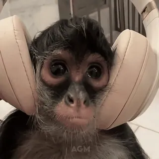 🎧 AGM scimmia, cuffie, animale, carino, atele, ascolto, musica telegram sticker