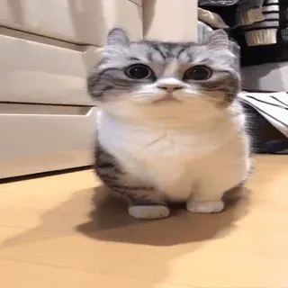 🤨 고양이, 귀여운, 새끼 고양이, 집고양이, 동물, 애완 동물 telegram sticker