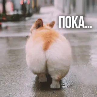 👋 ПОКА... คอร์กี้, หมา, บ๊ายบาย, ลาก่อน, จากไป, น่ารัก, สัตว์ telegram sticker
