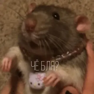 🤨 ЧЁ БЛЯ? rat, animal, offensant, Hello Kitty, mignon, mème telegram sticker