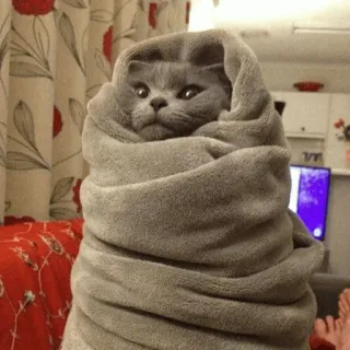 🛏 cat, blanket, cute, animal, pet, wrapped, grey telegram sticker