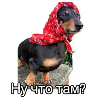 🧐 Ну что там? dog, scarf, russian, babushka, animal whatsapp sticker