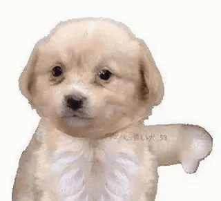 🤍 クールな青い犬_53 cachorro, perro, señalar, gesto, ofensivo whatsapp sticker