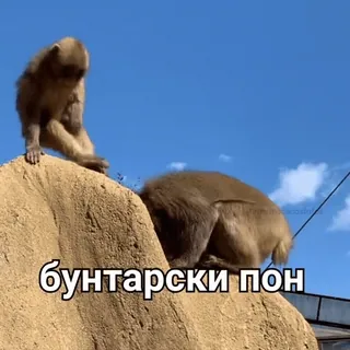 🐒 бунтарски пон 원숭이, 웃긴, 밈, 동물, 하늘, 야외 whatsapp sticker