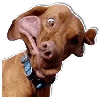 🤪 dog, funny, animal, vizsla whatsapp sticker