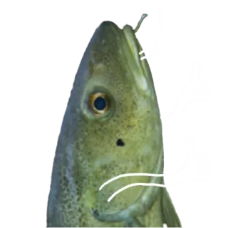 👍 fish, animal, cod, sea life whatsapp sticker