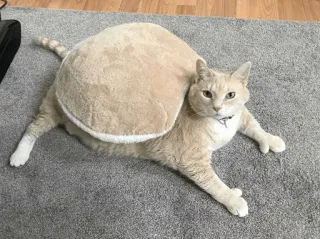 🐱 gato, animal, animal de estimação, pão, fofo, engraçado telegram sticker