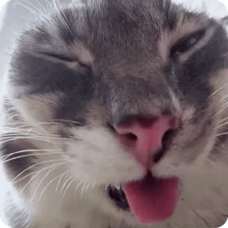 👁️ cat telegram sticker