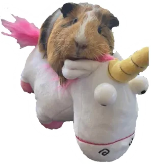 🦄 cavia, eenhoorn, schattig, dier, huisdier, grappig telegram sticker