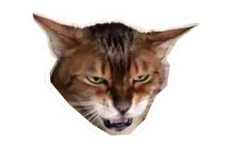 😠 แมว, สัตว์, สติกเกอร์, มีม, โกรธ telegram sticker