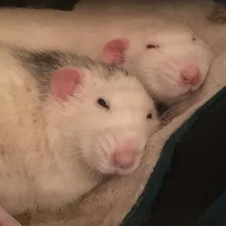 🐀 szczury, zwierzęta, zwierzęta domowe, gryzonie, słodkie, śpiące telegram sticker