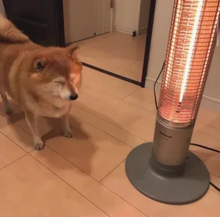 😖 chien, shiba inu, chauffage, chaud, confortable, hiver, animal de compagnie telegram sticker