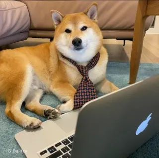 ❤️ IG Balitze dog, shiba inu, tie, laptop, business, cute, animal, pet telegram sticker