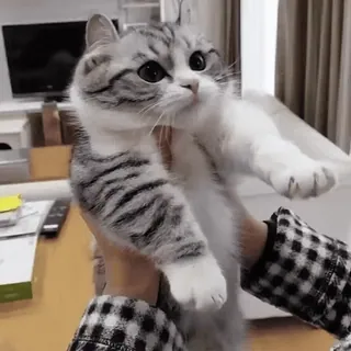😜 猫, ペット, 動物, かわいい, 子猫, 飼い猫, 縞模様, トラ猫 telegram sticker