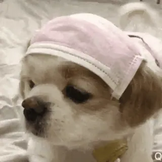 🐶 개, 애완 동물, 동물, 귀여운, 머리띠, 가축 whatsapp sticker