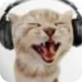 🐱 cat whatsapp sticker
