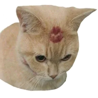 😘 kucing, cium, imut, hewan peliharaan, hewan telegram sticker