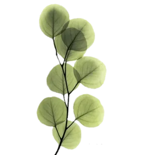 🌿 foglia, pianta, verde, natura telegram sticker