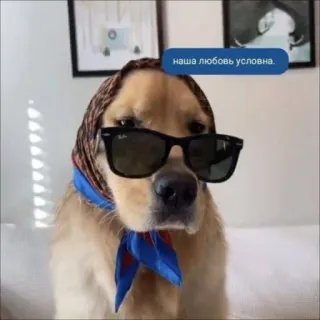 😎 наша любовь условна. perro, gafas de sol, pañuelo, animal, lindo telegram sticker