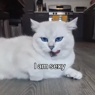 😏 I am sexy 猫, ペット, 動物, 白い猫, 青い目, かわいい, 面白い telegram sticker