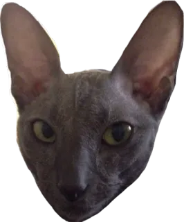 😶 cat, animal, pet, domestic animal, gray cat telegram sticker