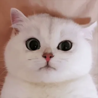 🥰 mèo, mèo trắng, mèo dễ thương, động vật, thú cưng, meme, hài hước whatsapp sticker