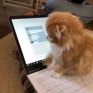 💓 Katze, Laptop, Computer, Kätzchen, süß, Tier telegram sticker