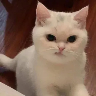 😏 white cat, cat, kitten, cute, pet, feline, staring, animal telegram sticker