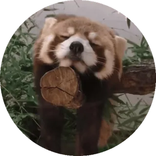🐼 panda ruda, zwierzę, dzika przyroda, słodki, śpiący, ssak telegram sticker