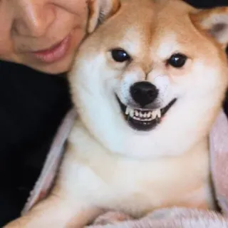 😬 chien, animal, animal de compagnie, shiba inu, dents, sourire whatsapp sticker