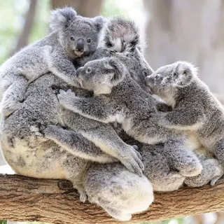 🐨 koala, animals, marsupials, wildlife, cute, australia, koala bears telegram sticker