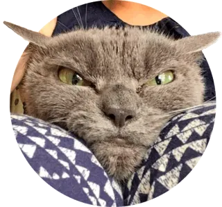 👿 cat, animal, pet, cute, funny, angry telegram sticker