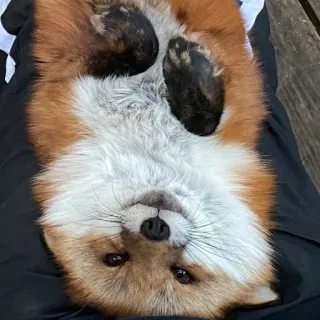 🦊 whatsapp sticker