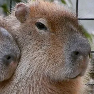 💫 kapibara, gryzoń, zwierzę, słodki, hydrochoerus hydrochaeris telegram sticker