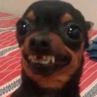 🐶 cachorro, animal, meme, engraçado, fofo, animal de estimação telegram sticker